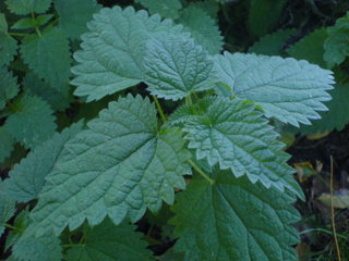Perennial nettle