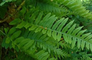 Common polypody