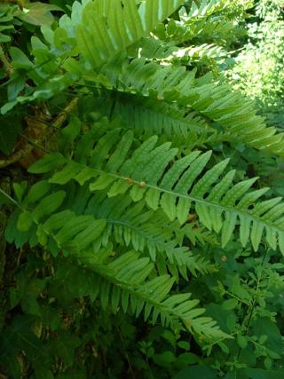 Common polypody