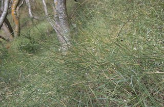 Pyp grass