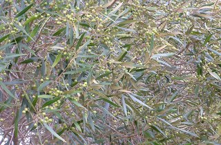 African olive