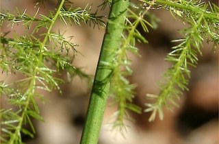 Ferny asparagus