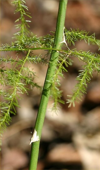 Ferny asparagus