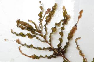 Curled pondweed