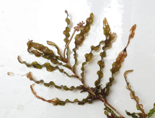 Curled pondweed