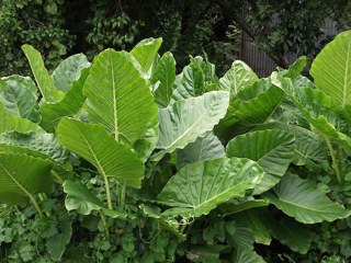 Elephant ear