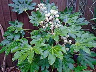Japanese aralia