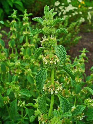 Horehound