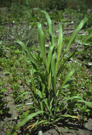 Johnson grass