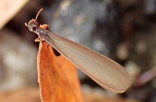 Australian subterranean termite