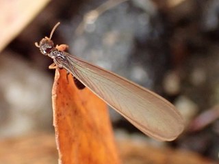 Australian subterranean termite