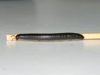 Portuguese millipede