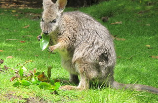 Wallaby