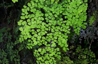 Delta maidenhair fern