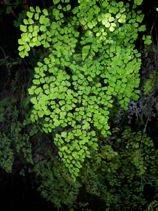Delta maidenhair fern