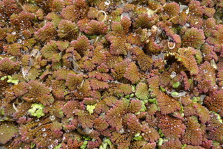 Ferny azolla
