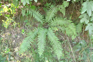 Golden male fern