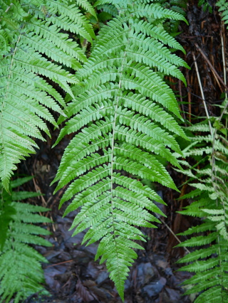 Male fern