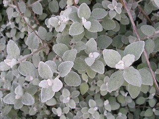 Licorice plant