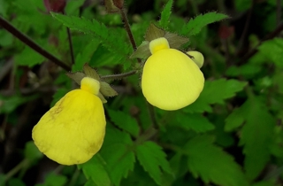 Lady's slipper flower