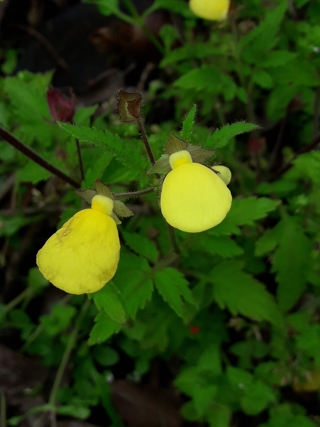 Lady's slipper flower