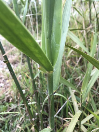 Phragmites karka
