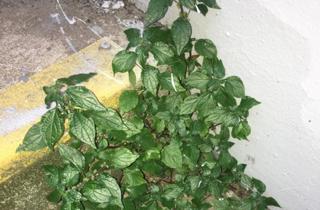 Pellitory of the wall