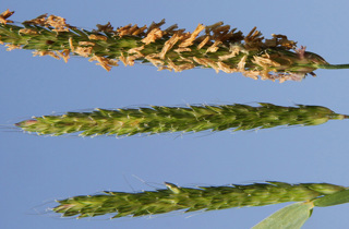 Black grass