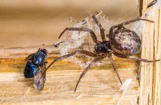 Noble False Widow Spider