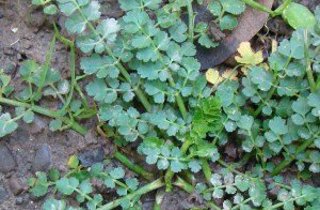 Parsley dropwort