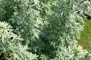 Wormwood