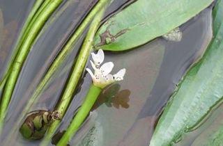 Cape pond weed