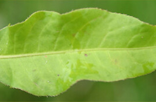 Water pepper