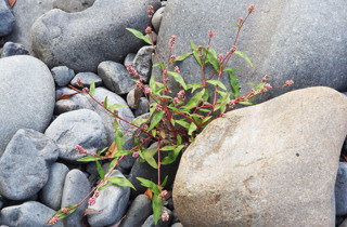 Willow weed