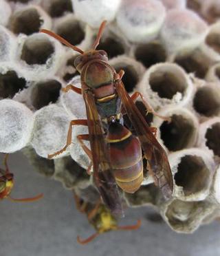 Australian paper wasp