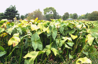 Californian arrowhead