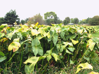 Californian arrowhead