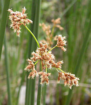 Californian bulrush