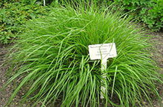 Chinese pennisetum