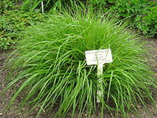 Chinese pennisetum