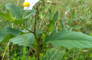 Horse nettle 
