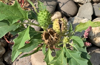 Thorn apple 